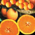 Mientras busco a mi media naranja voy comiendo mandarinas